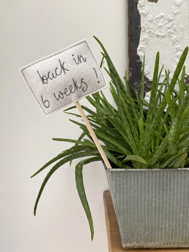 Teacher Thank You Embroidered Sign in aloe vera plant