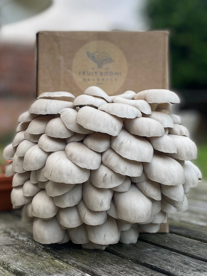 Blue Oyster Mushroom Grow Kit