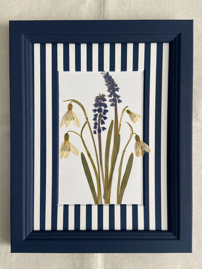 Pressed snowdrop flowers in painted stripe mount and frame