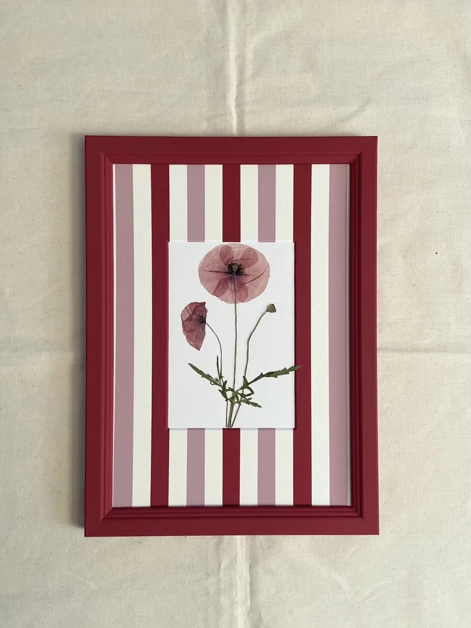 Pressed poppy flowers in red painted frame with pink and red stripe mount