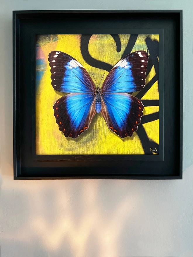 Blue morpho butterfly on graffiti background in black wooden frame.