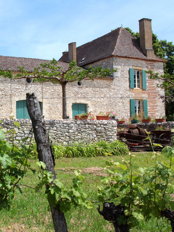 French vineyard 