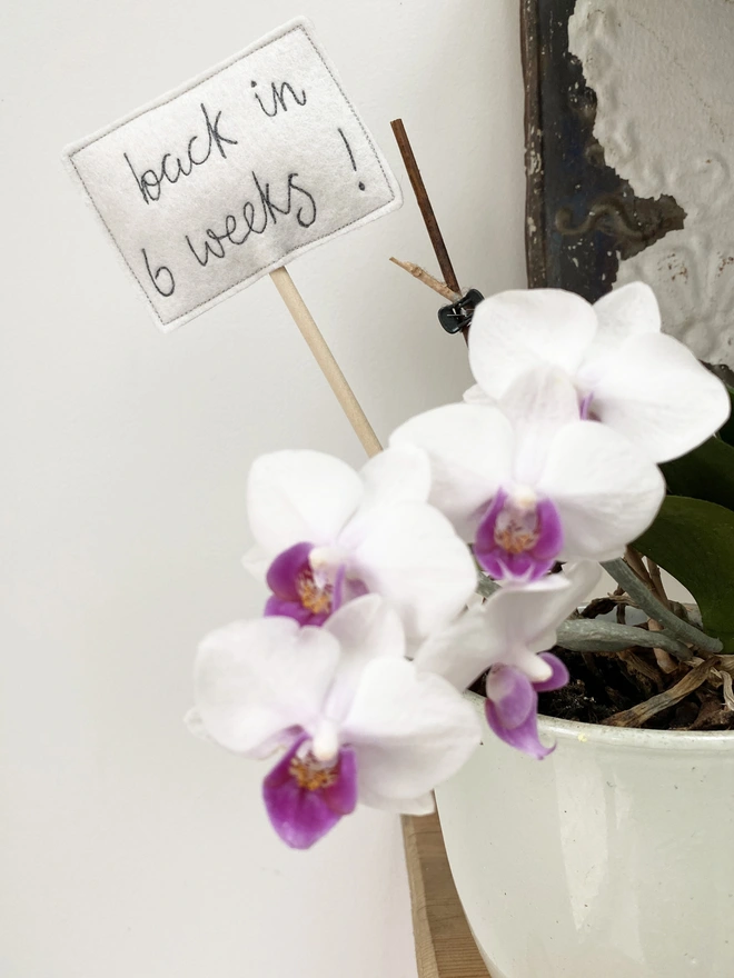 Teacher Thank You Embroidered Sign in orchid pot