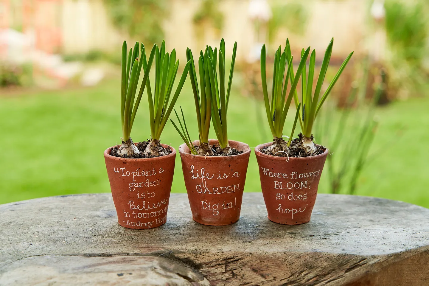 Terracotta plant pot with writing in white on the front