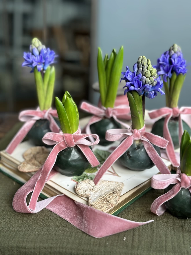 A group of six fragrant hyacinth bulbs, each encased in rich emerald green wax. Three of the bulbs are flowering with blue petals. Dusty pink velvet ribbons are tied in a bow around the stem of each sprouting bulbs. 