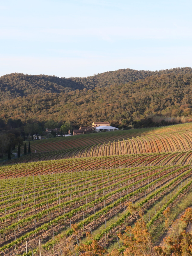 French vineyard landscape