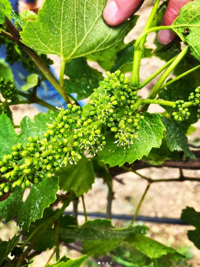 French vineyard vine close up