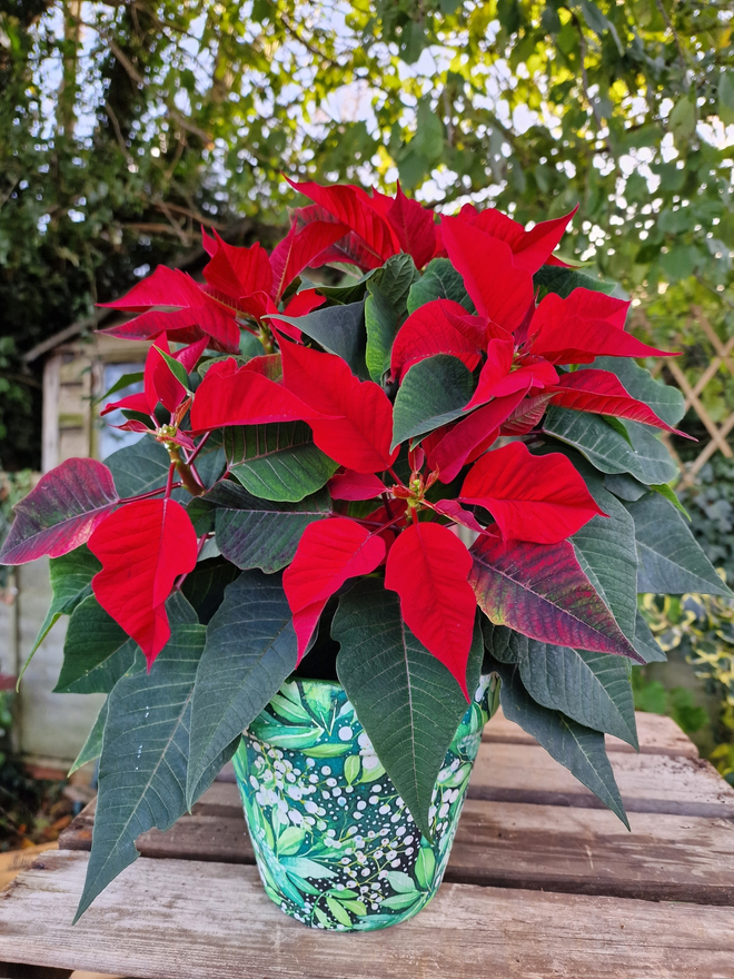 Mistletoe Design Plant Pot on a wooden bench