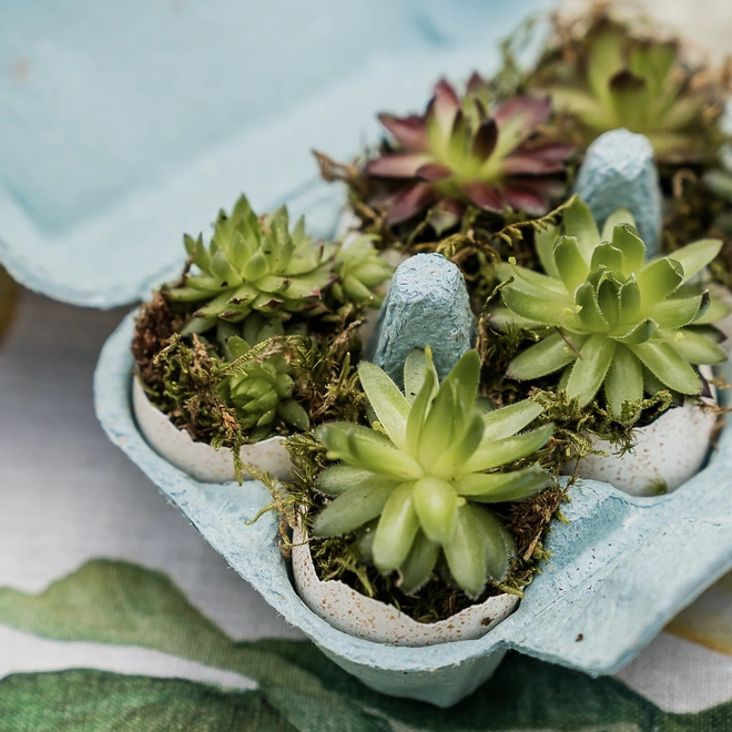 Succulent egg box