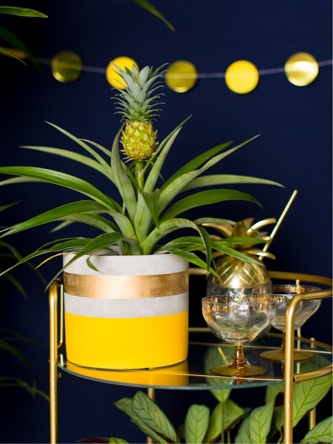 cocktail concrete plant pot. a painted yellow plant pot with a gold rim.