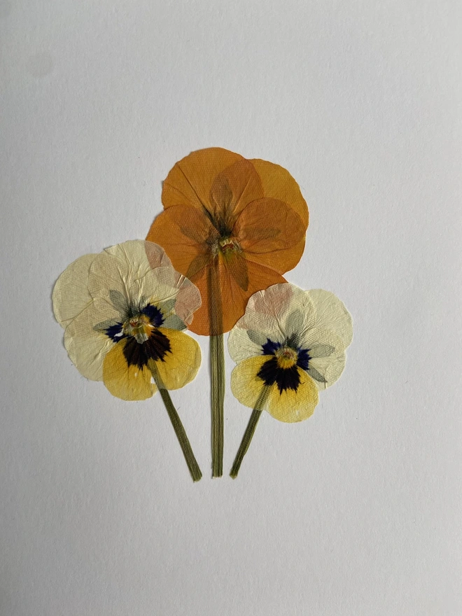 Close up three pressed pansy flowers in orange and creams