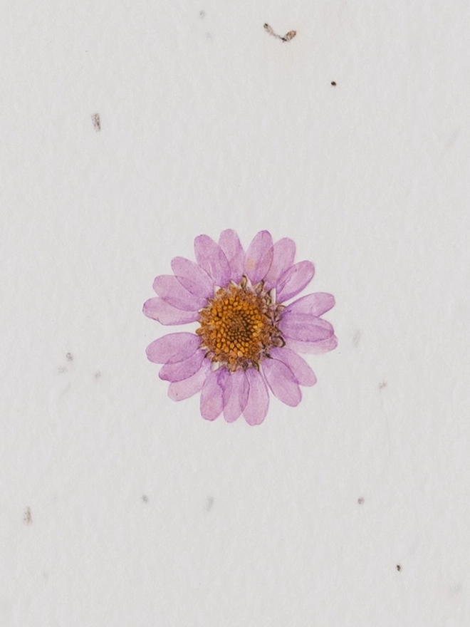Real Pressed Flower Notecard, Purple Daisy