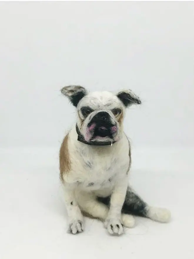 merino wool english bulldog