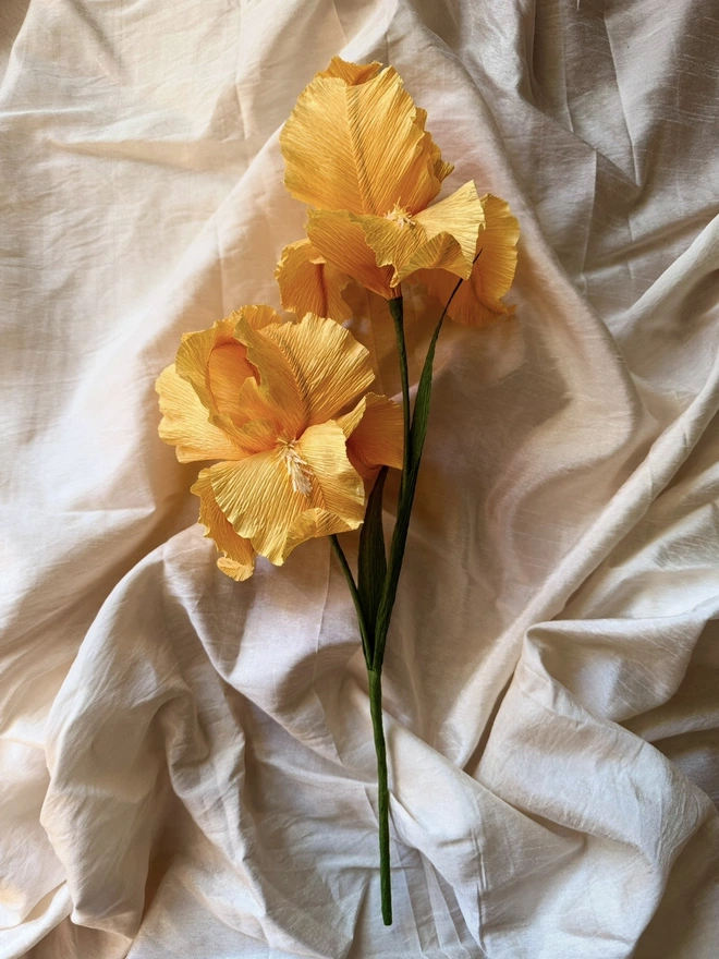 Iris Forever Flowers