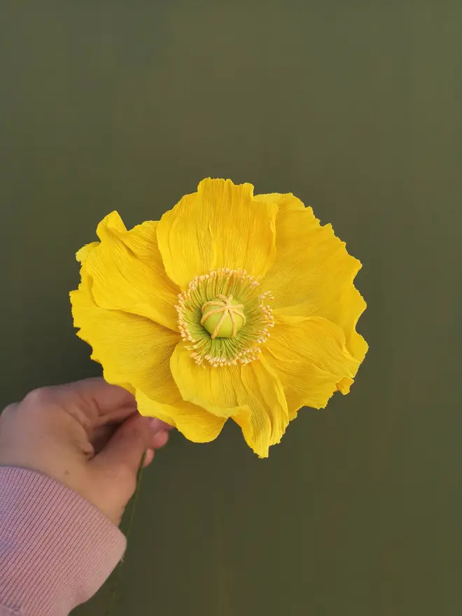 Single Yellow poppy