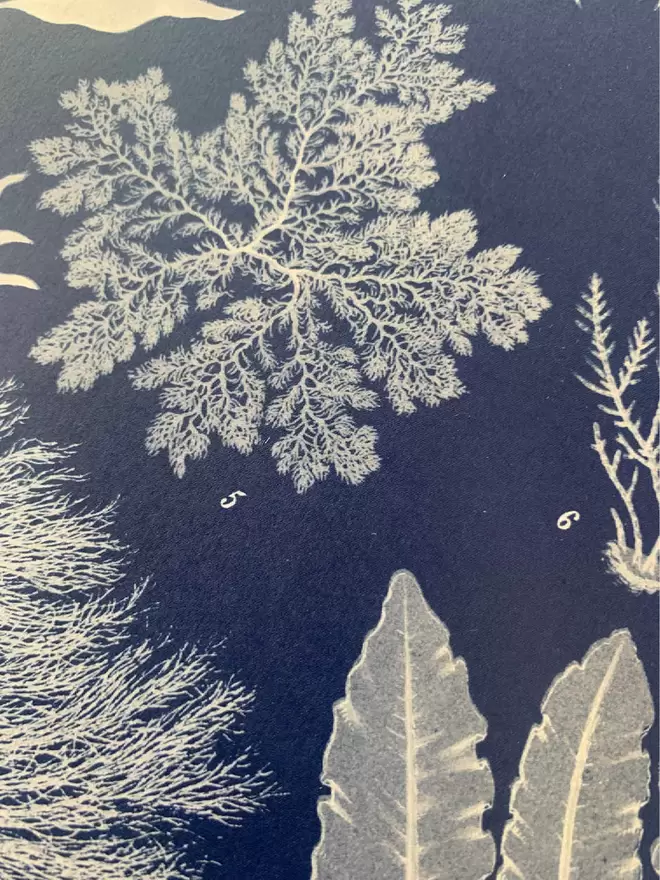 Close up of a cyanotype print with white illustrations of algae and seaweeds. 