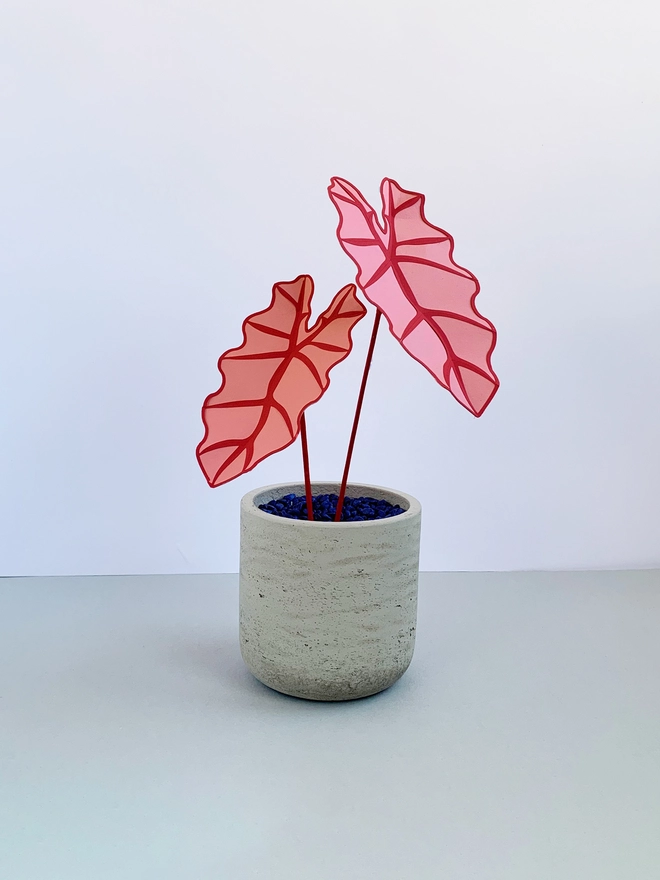 Pink paper plant by Brazen Botany