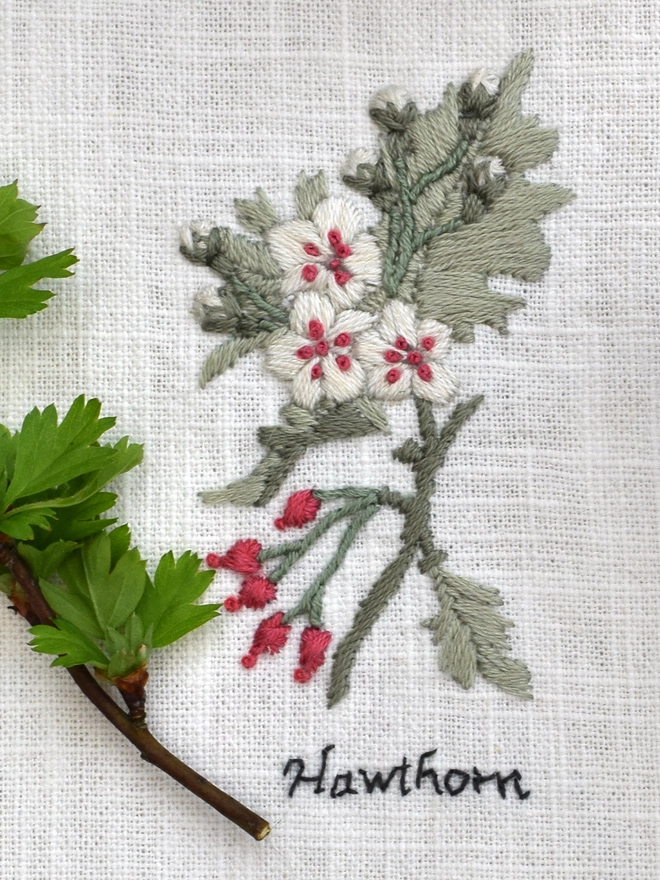 Floral Botanical embroidery kit of Hawthorn or Crataegus a symbol for May.  Meaning a Magical May tree, Hope, Spring, Protection and Supreme Happiness.