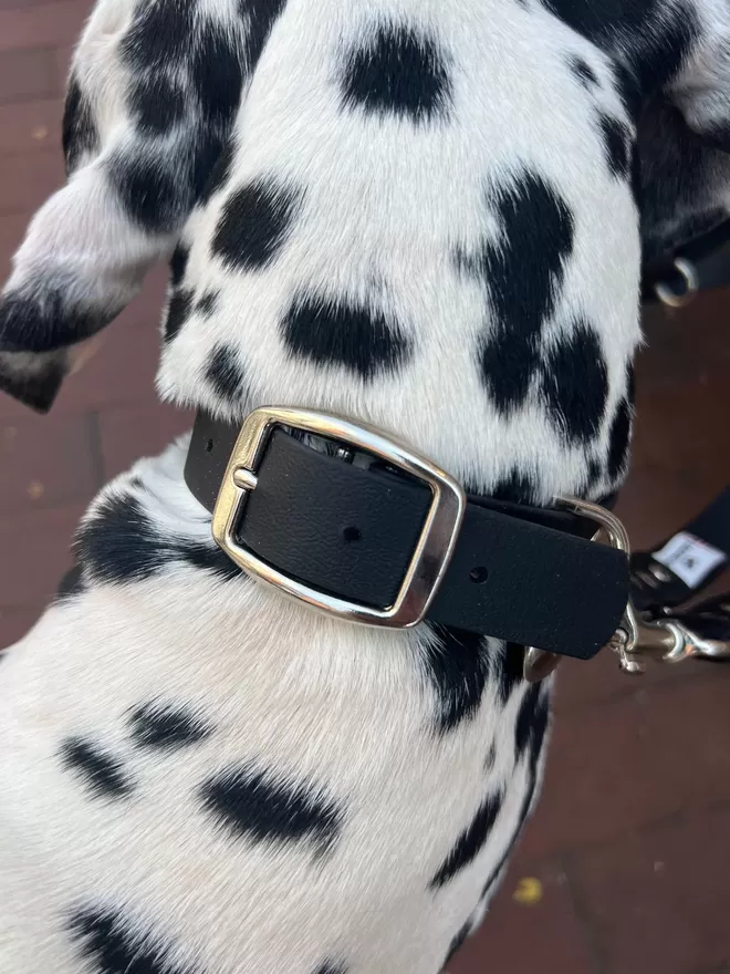 Black buckle of the Biothane Vegan Leather Dog Lead on a Dalmatian. 