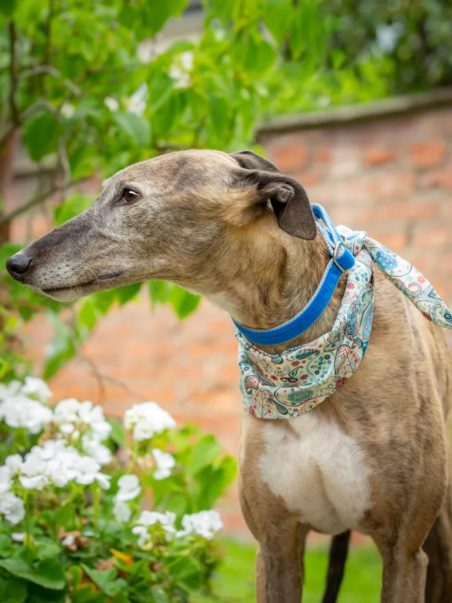 Sea Glass Carnaby Street Dog Bandana