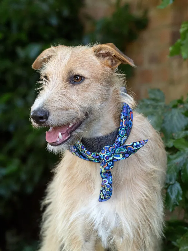 Blueberry Fool Rock Candy Dog Bandana