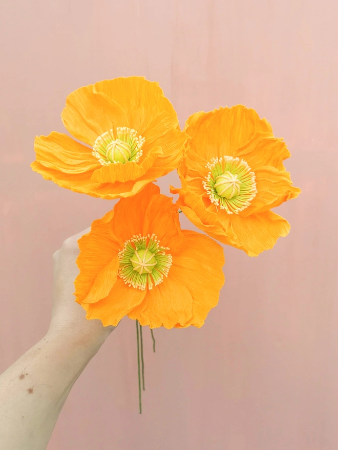 Three tangerine Icelandic paper poppies