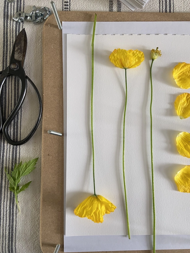 real poppies in a flower press ready to be pressed