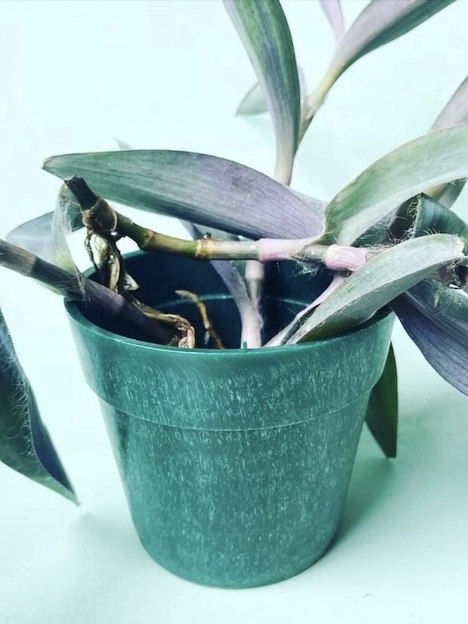 Small Green Ocean Plastic Plant Pot, a green recycled plant pot against a colourful backdrop. It is accompanied by a plant. 