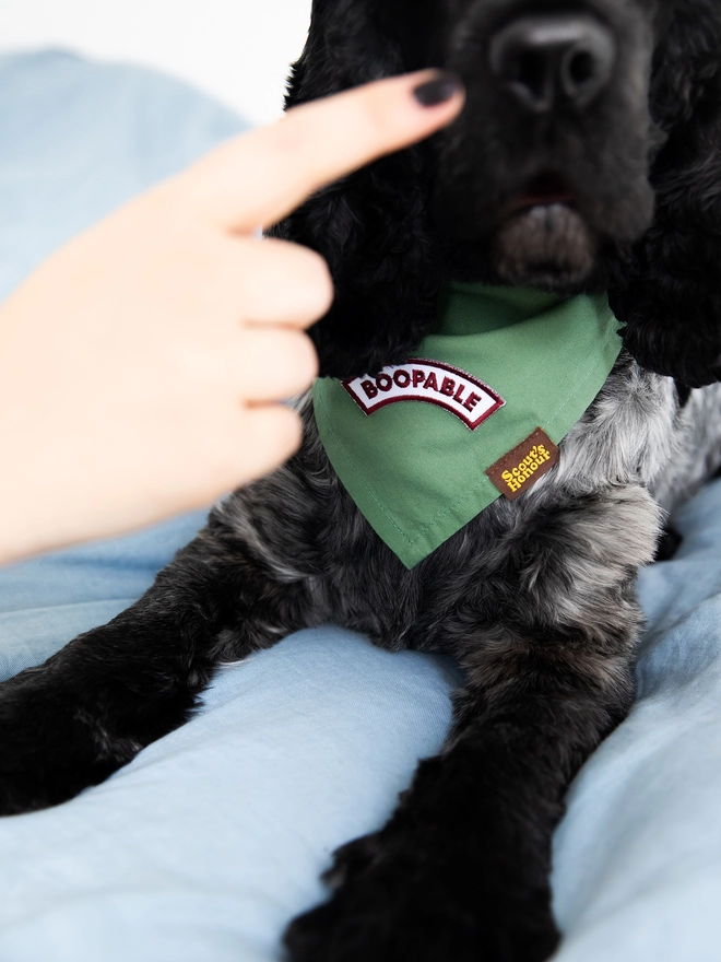 A close up shot of a cocker spaniel laying on a bed wearing a green bandana with a merit badge that reads 'bootable'. A woman's hand is booping the dogs nose.