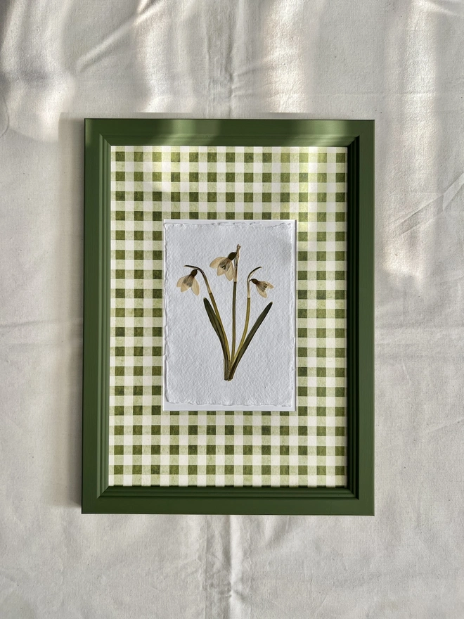 pressed snowdrop flowers in gingham mount and painted wooden frame