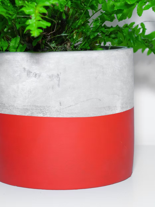 half full concrete plant pot. a grey concrete plant pot with the bottom half painted red.