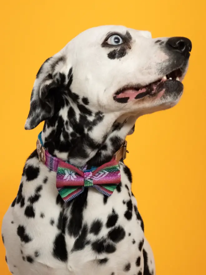 Dalmatian wearing a blue dog bow tie 