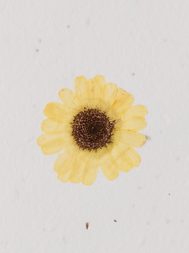 Real Pressed Flower Notecard, Yellow Daisy