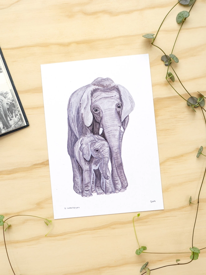 a print with a white background featuring a mother elephant and her calf