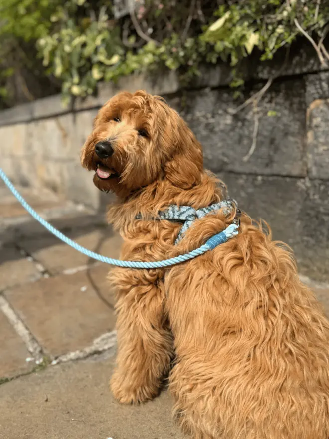 red cockapoo wearing a blue dog harness looking over it's shoulder at the camera