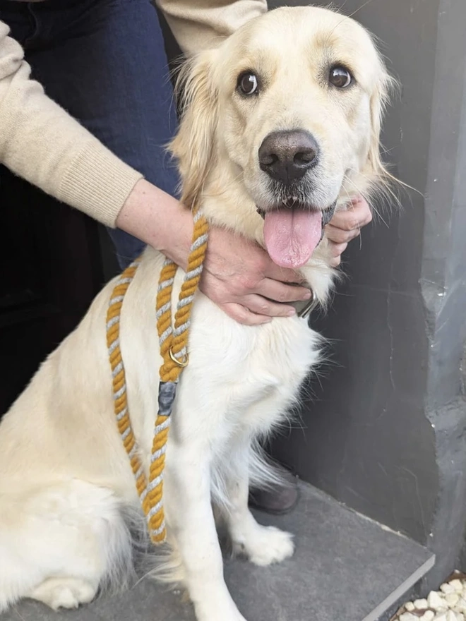Wool Twist Dog Lead, a dog wearing a colourful lead sitting by a door. 