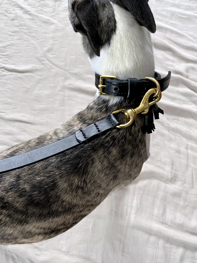 crop of whippet wearing black dog collar and dog lead