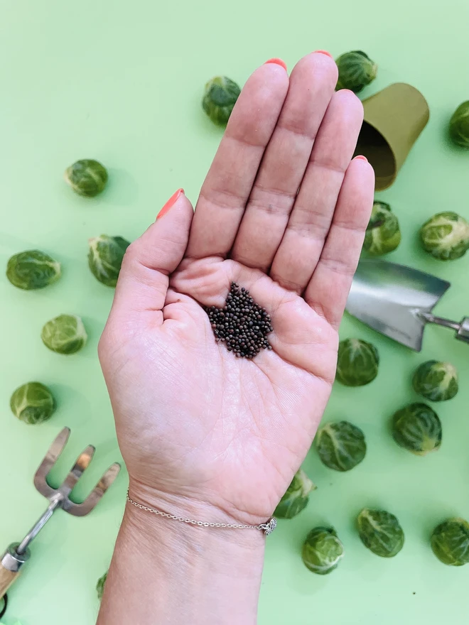 A hand holding brussel sprout seeds