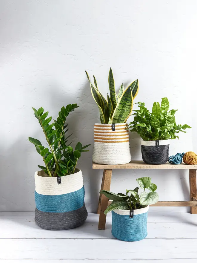 Giant Large Striped Cotton Plant Pot