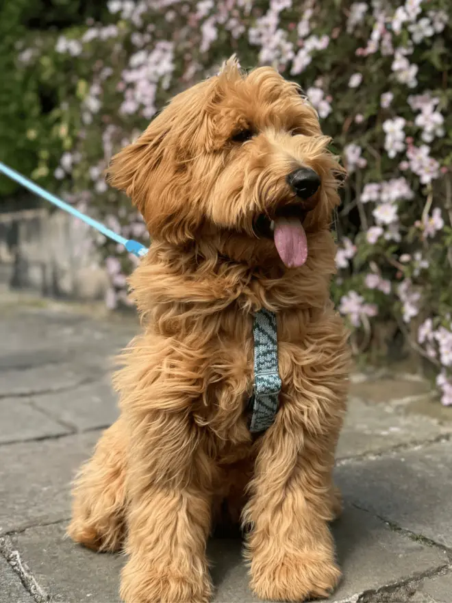 red cockapoo wearing a blue dog harness