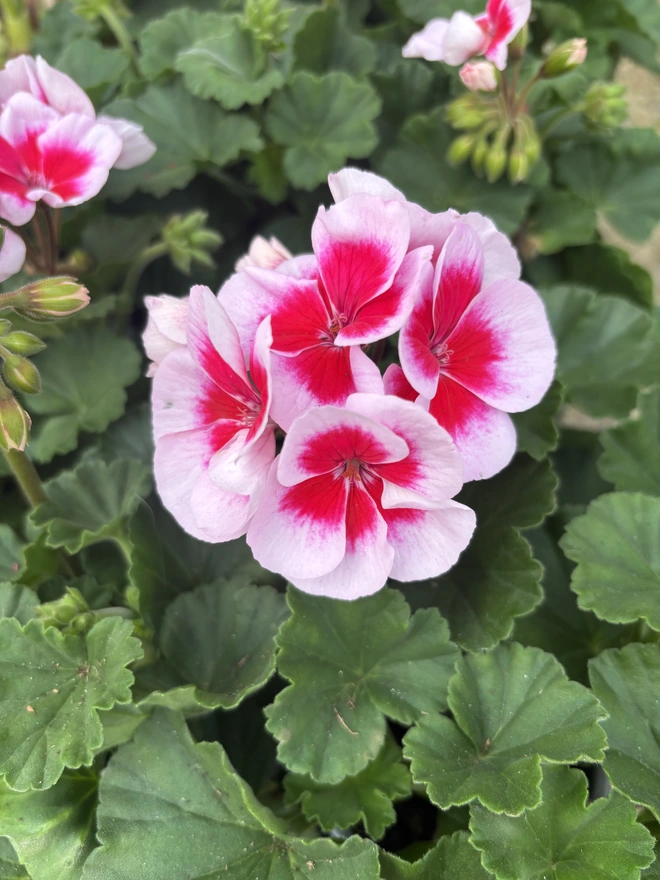 Two tone tender geranium in pinks - close up. 