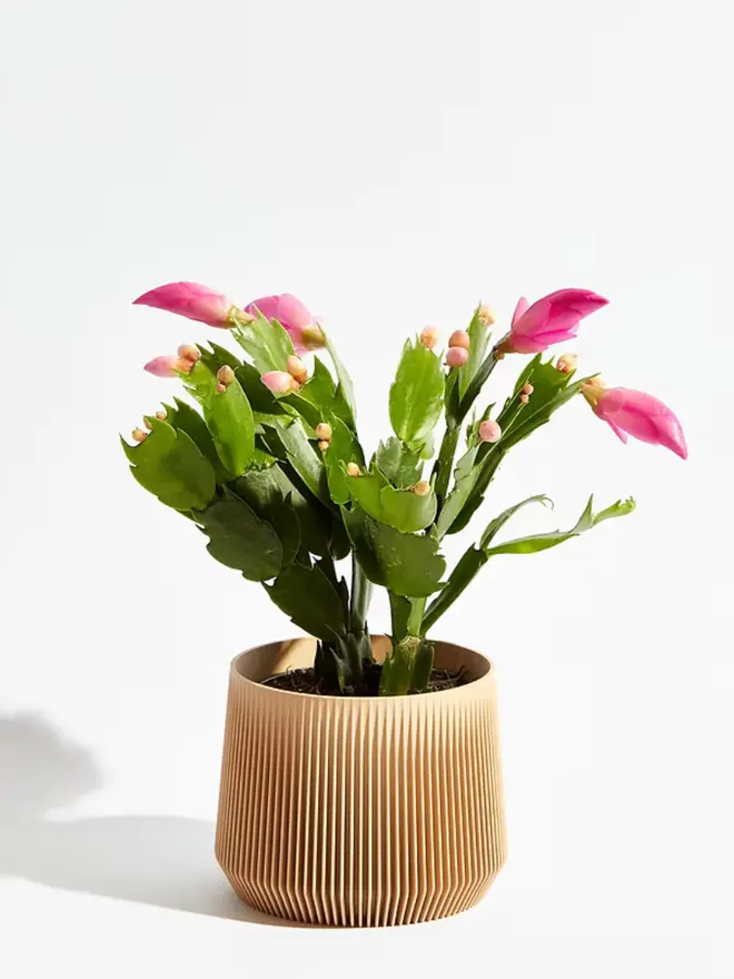 Sustainable 3D Printed ​​Sand Beige Plant Pot, pillar design, against a white background.