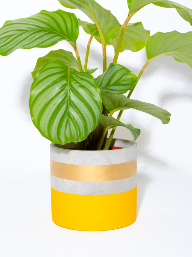 cocktail concrete plant pot. a painted yellow plant pot with a gold rim.