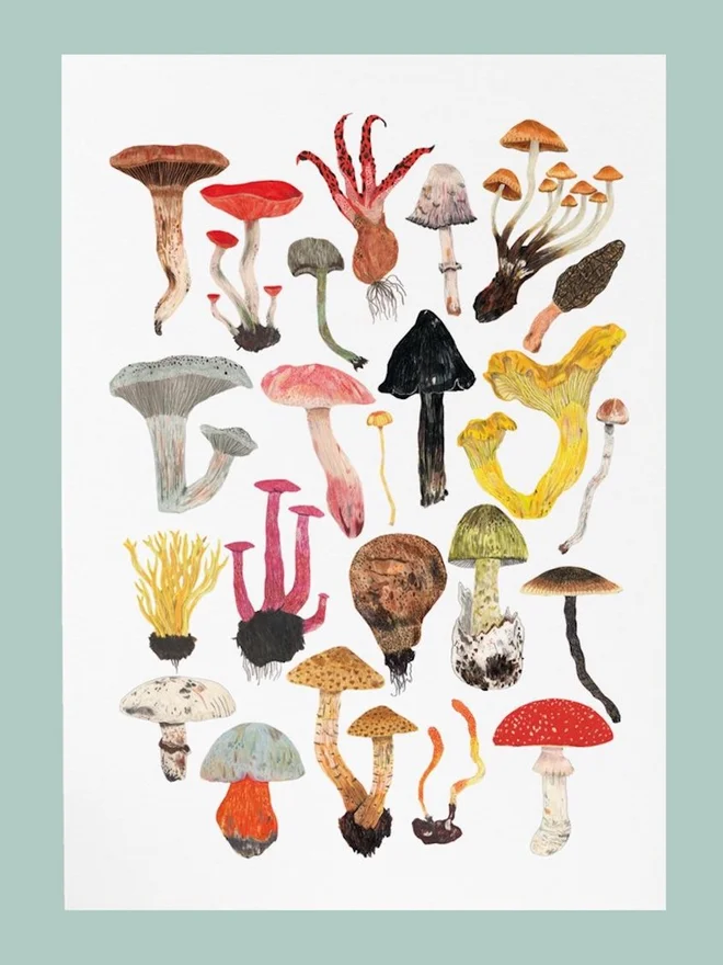 Mushrooms and Toadstools Print