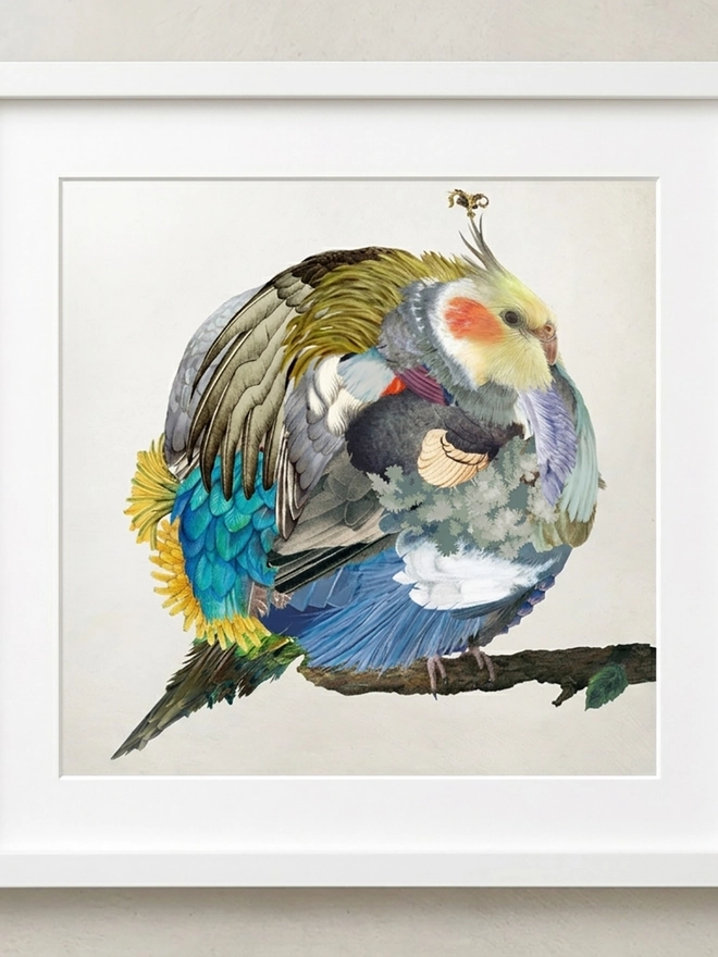 A common Cockatiel framed