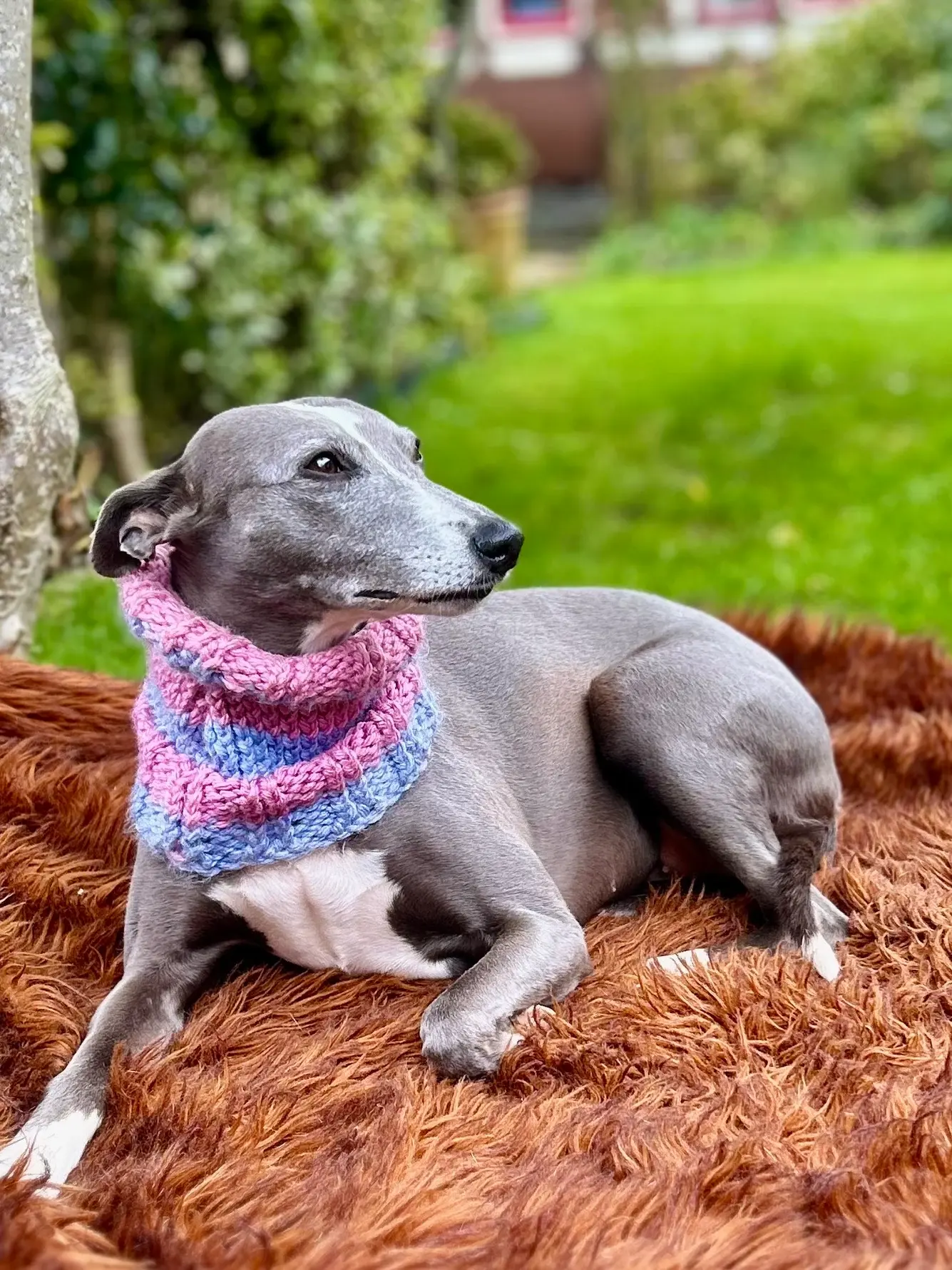 Striped Chunky Knit Pet Snoods