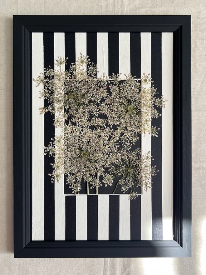 pressed cow parsley flowers in black painted wooden frame