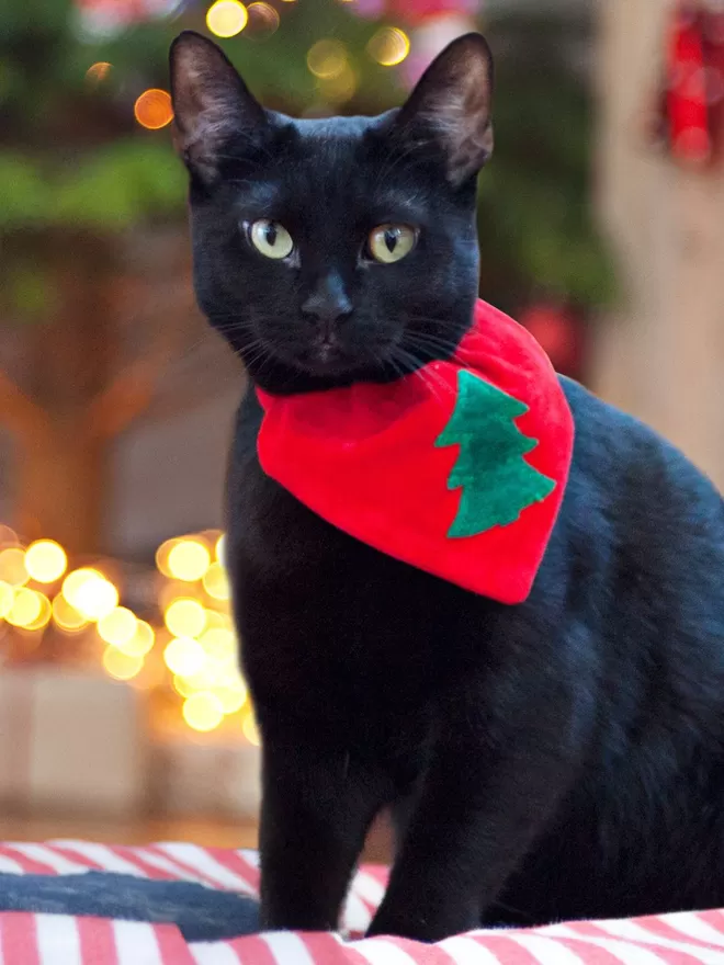 Slip on Bandanas For Cats at Christmas