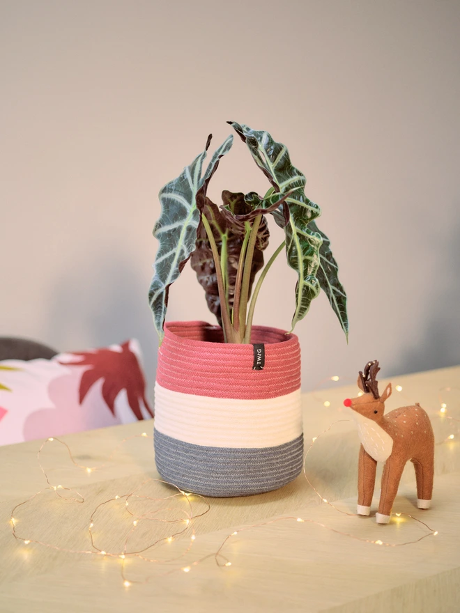 Large Striped Cotton Plant Pot Christmas
