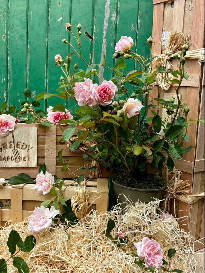 scented pink potted rose next to the Greedy Gardener gifting box on a bed of wood wool.